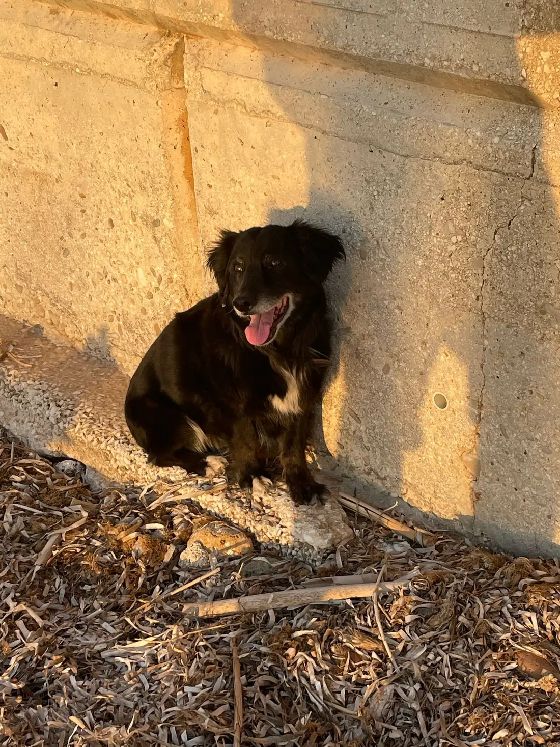 Schwarzer Hund mit offenem Maul sitzt vor einer warm beleuchteten Steinmauer